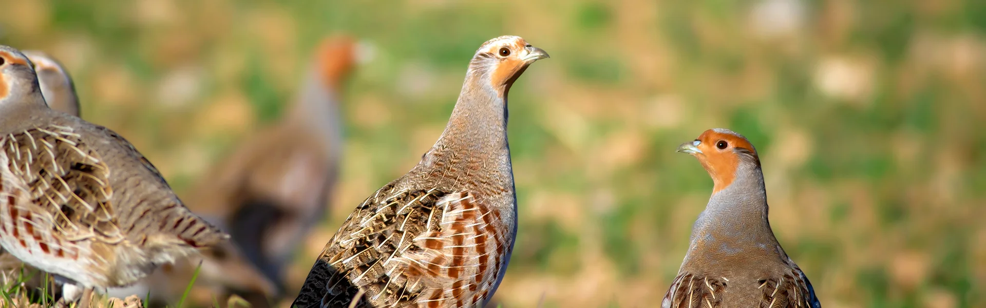 Fundament- & Betonarbeiten